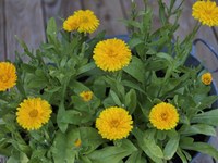 Die Ringelblumen blühen!